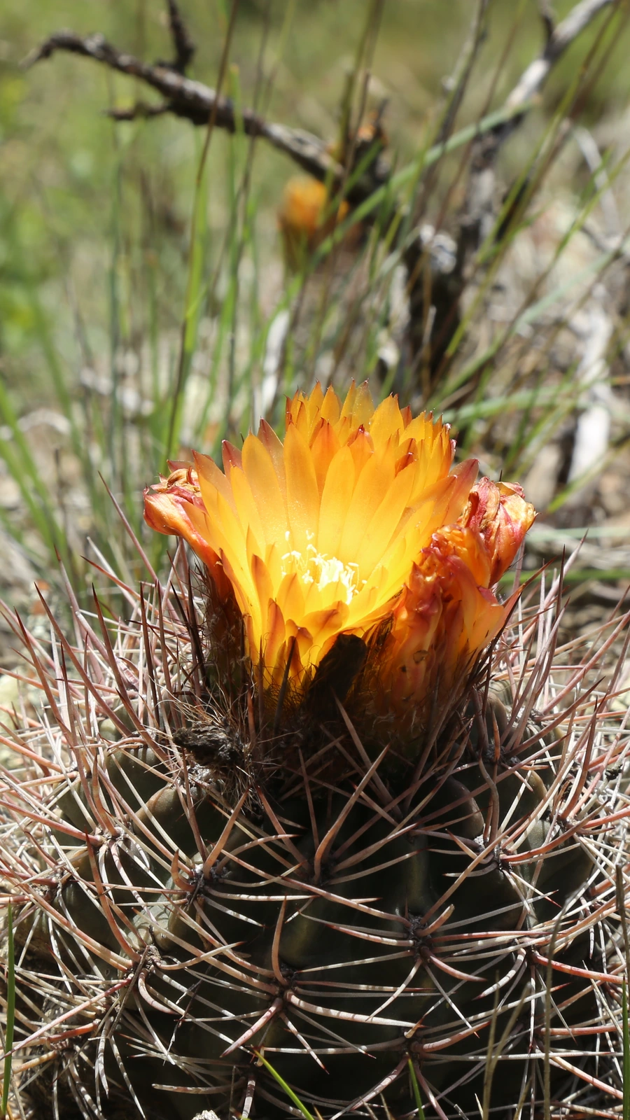 Eriosyce strausiana