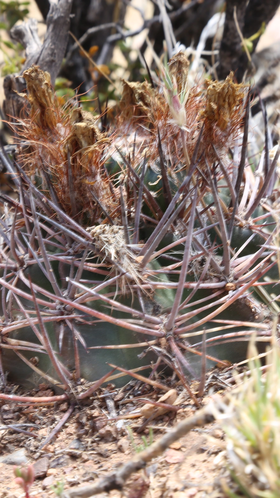 Eriosyce strausiana