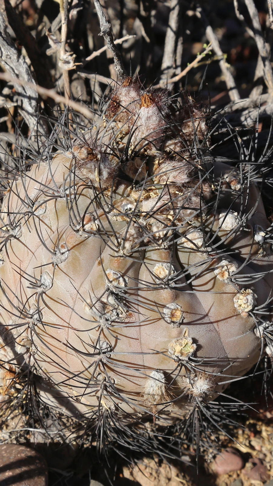 Eriosyce villicumensis