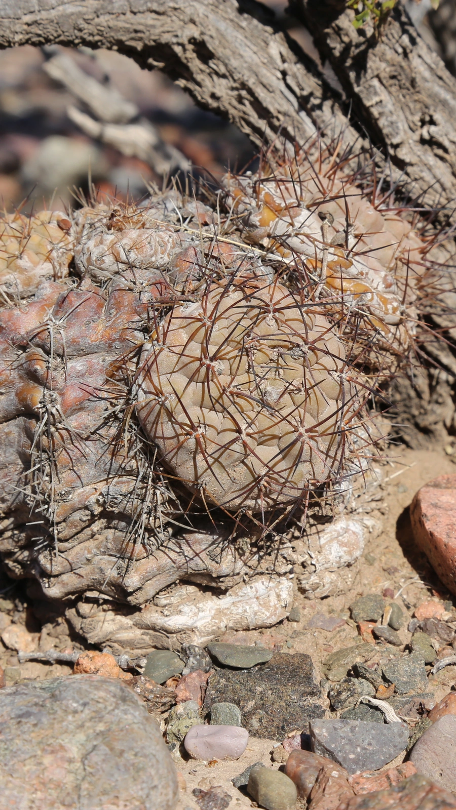 Eriosyce villicumensis