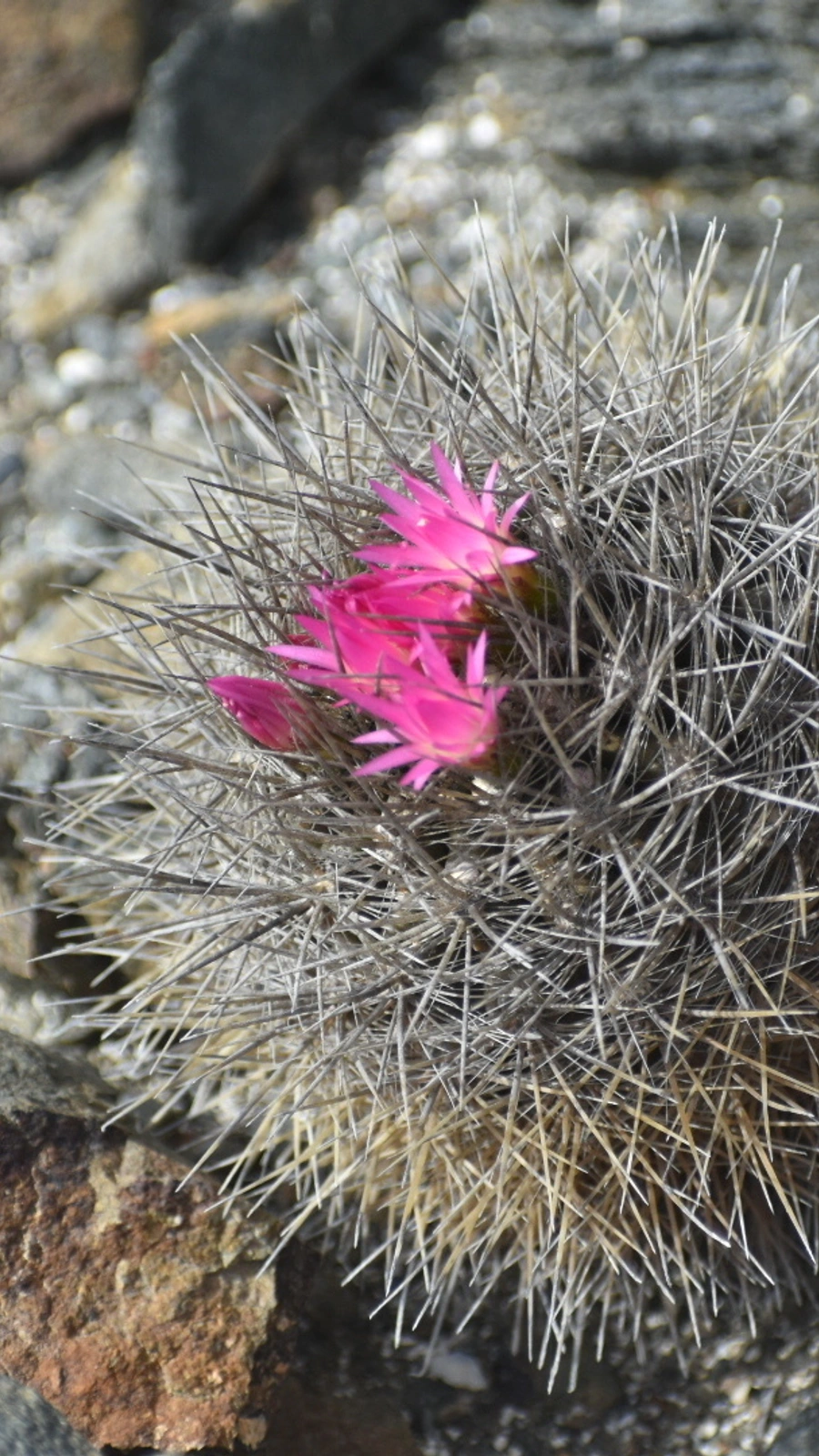 Eriosyce wagenknechtii