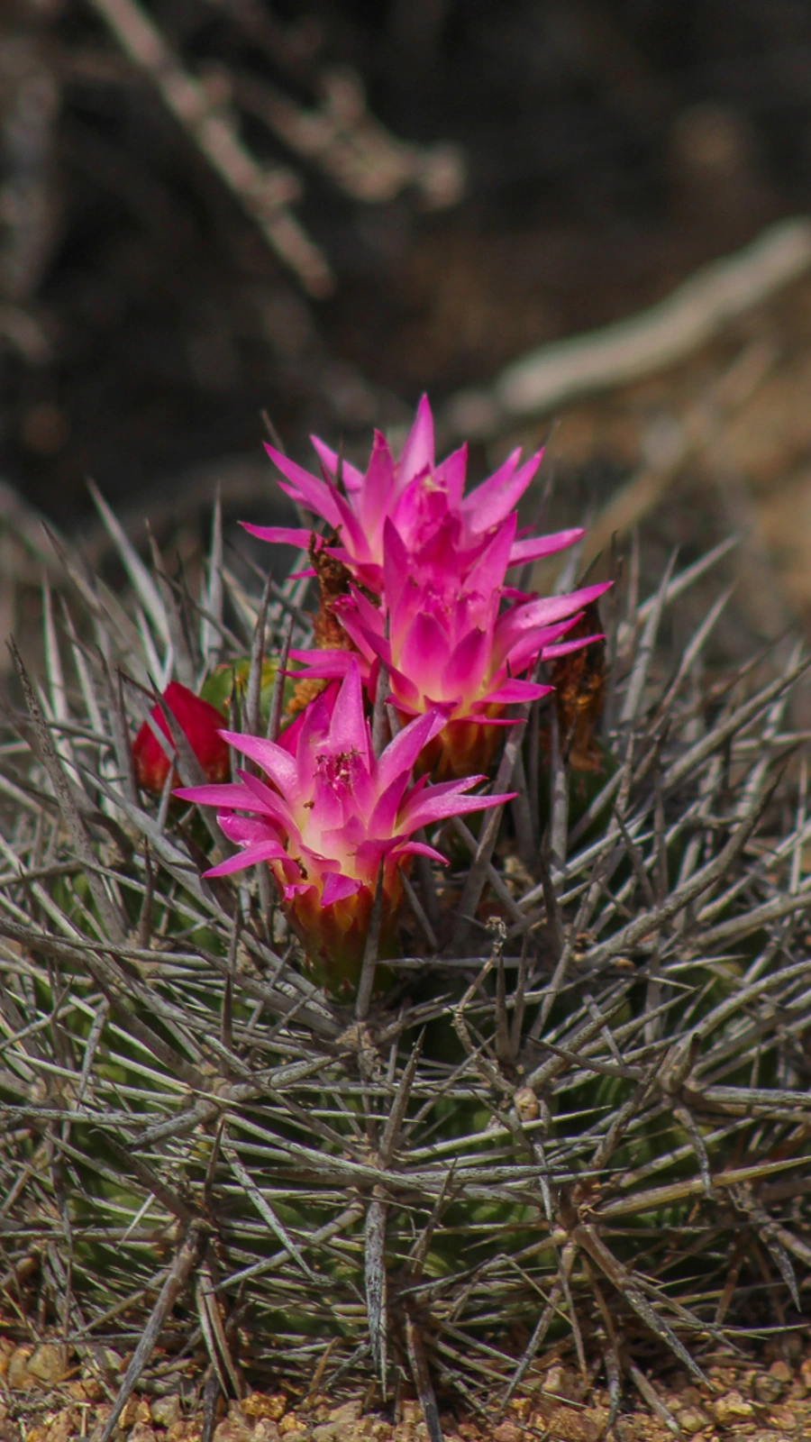 Eriosyce wagenknechtii