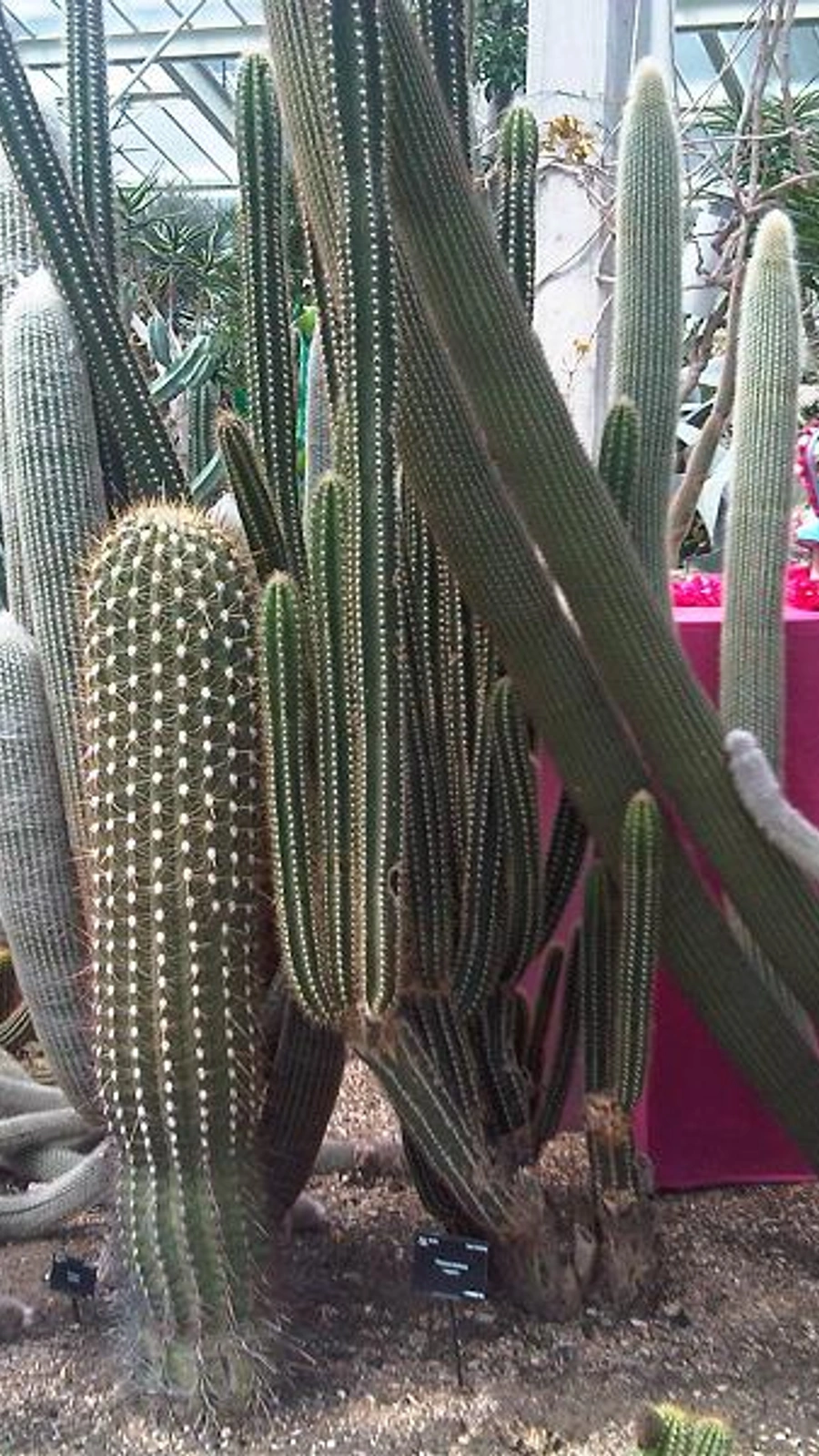 Espostoa gigantea