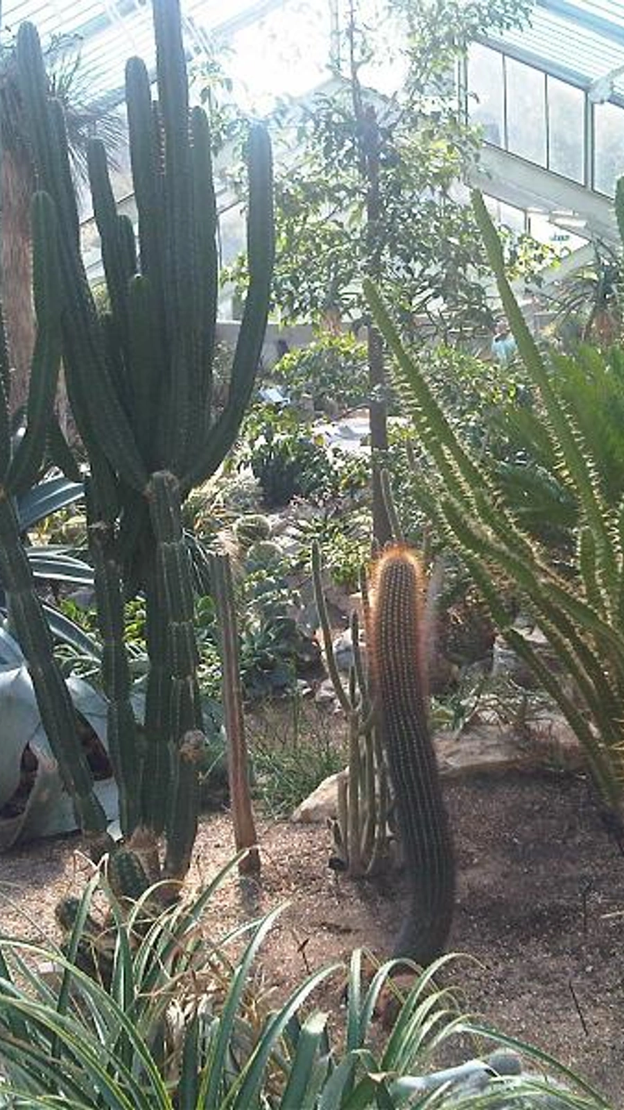 Espostoa gigantea