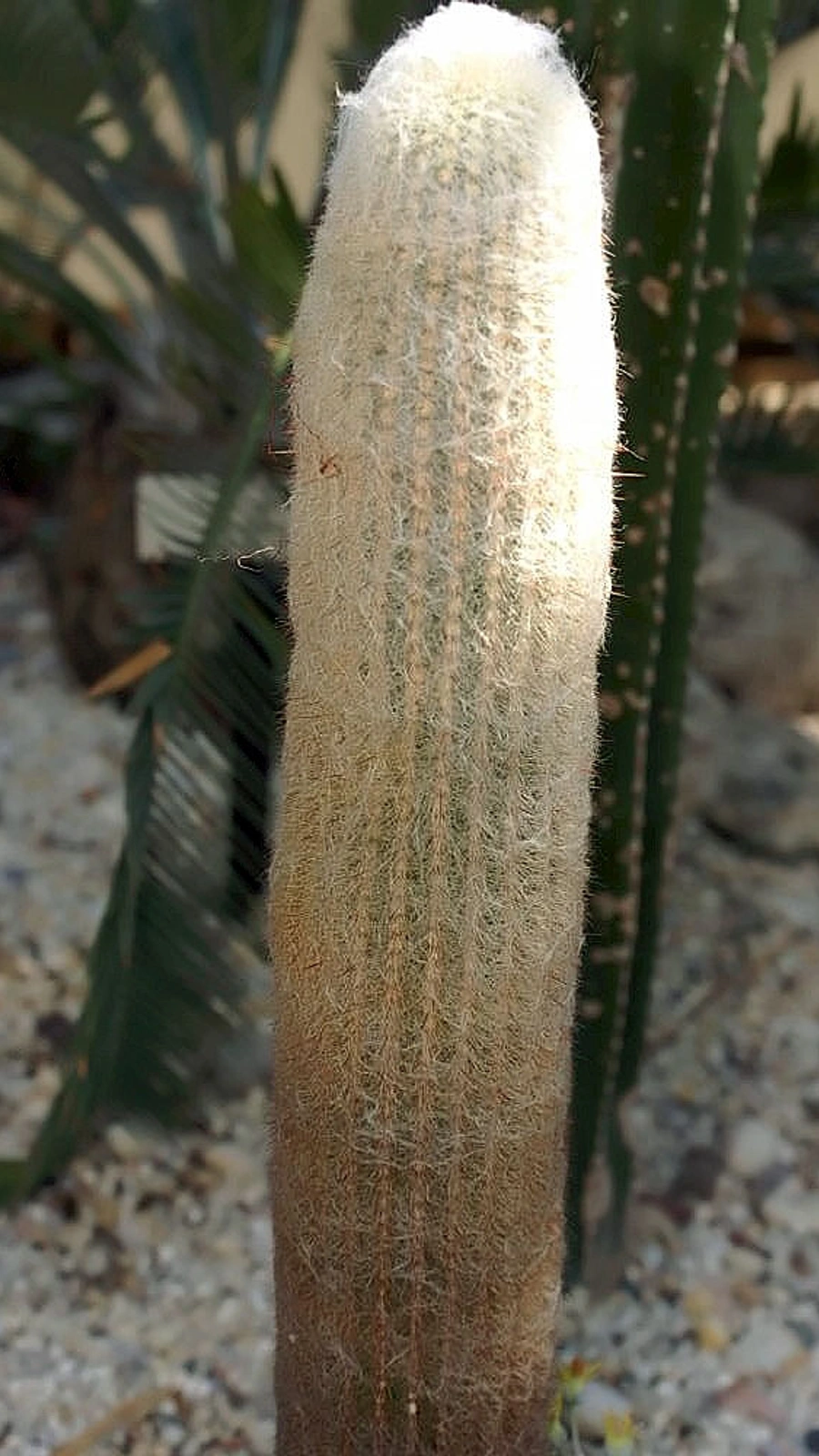 Espostoa hylaea