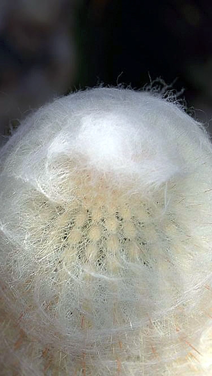 Espostoa hylaea