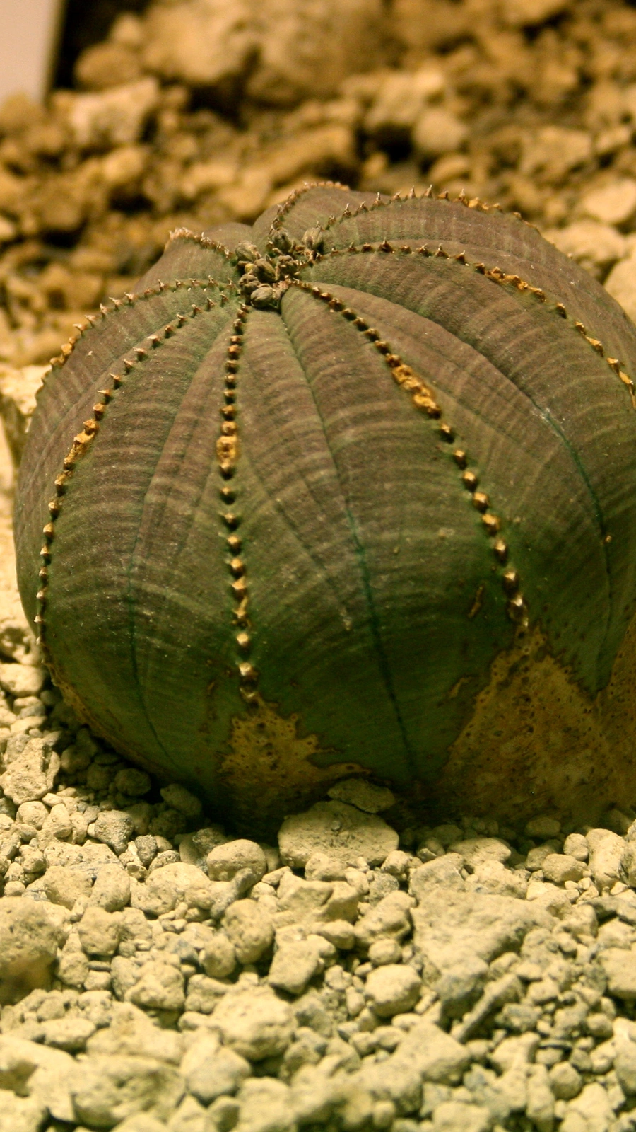 Euphorbia obesa