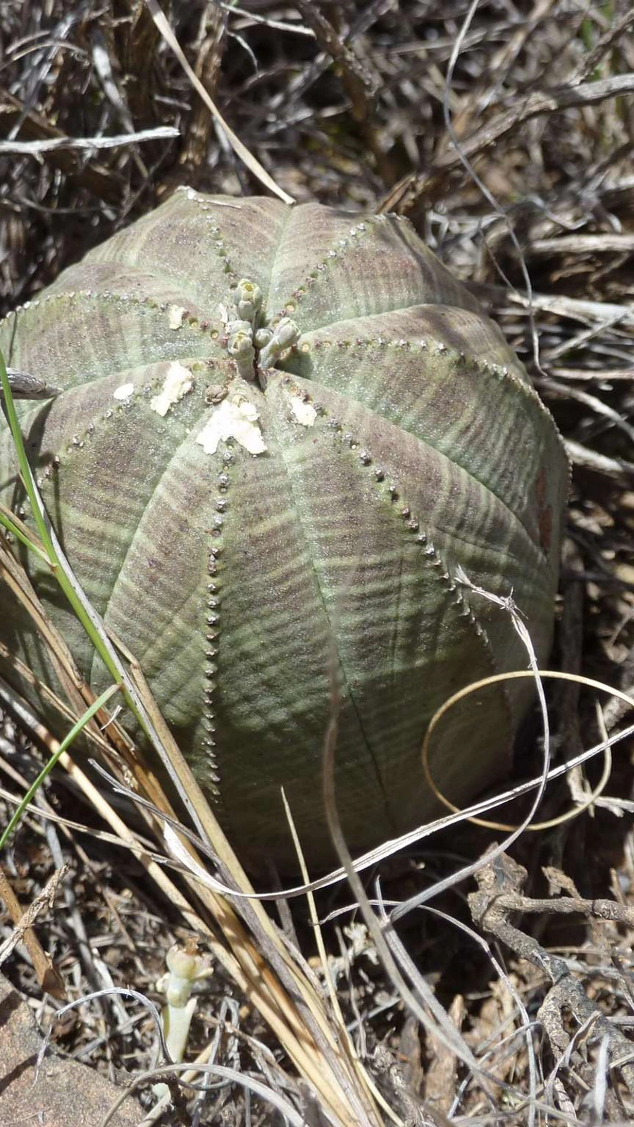 Euphorbia obesa