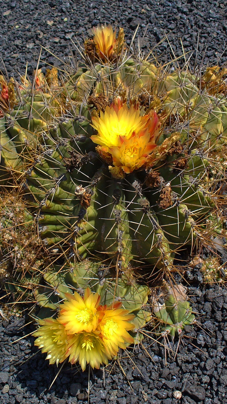 Ferocactus echidne