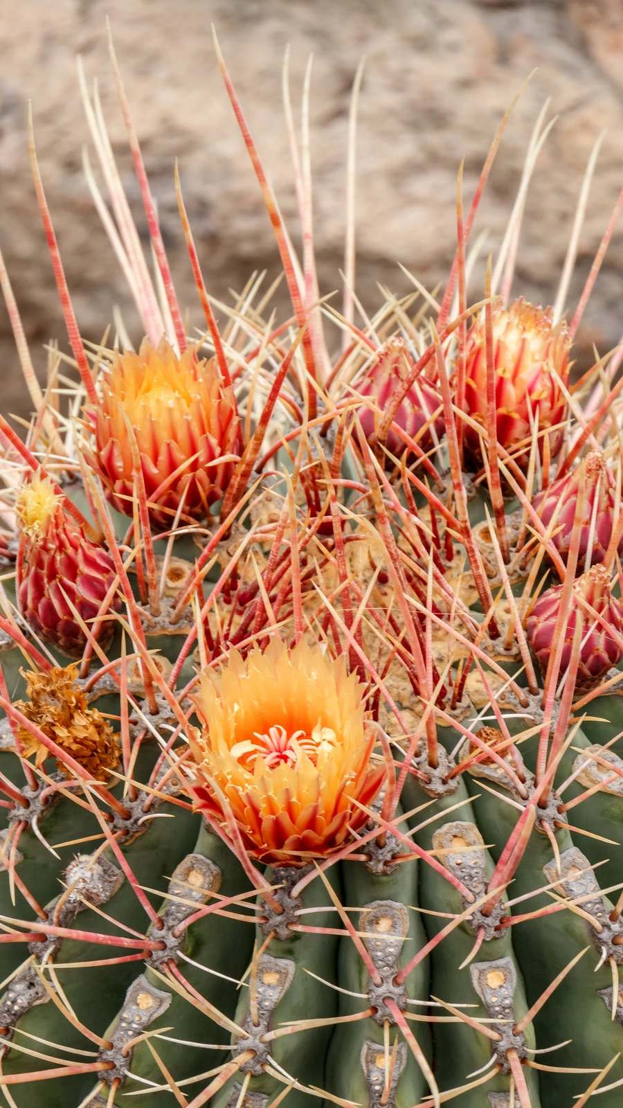 Ferocactus echidne