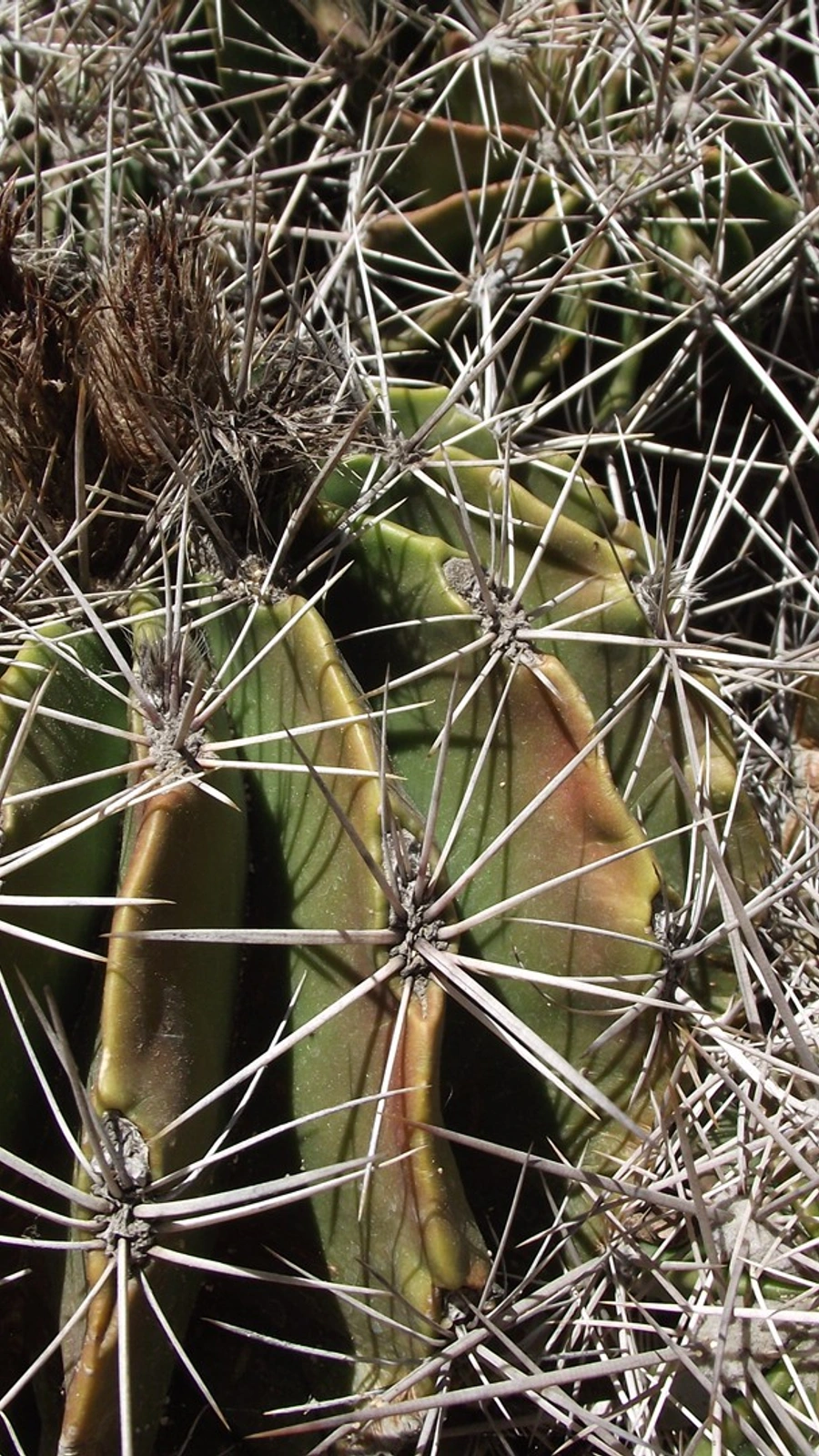 Ferocactus flavovirens