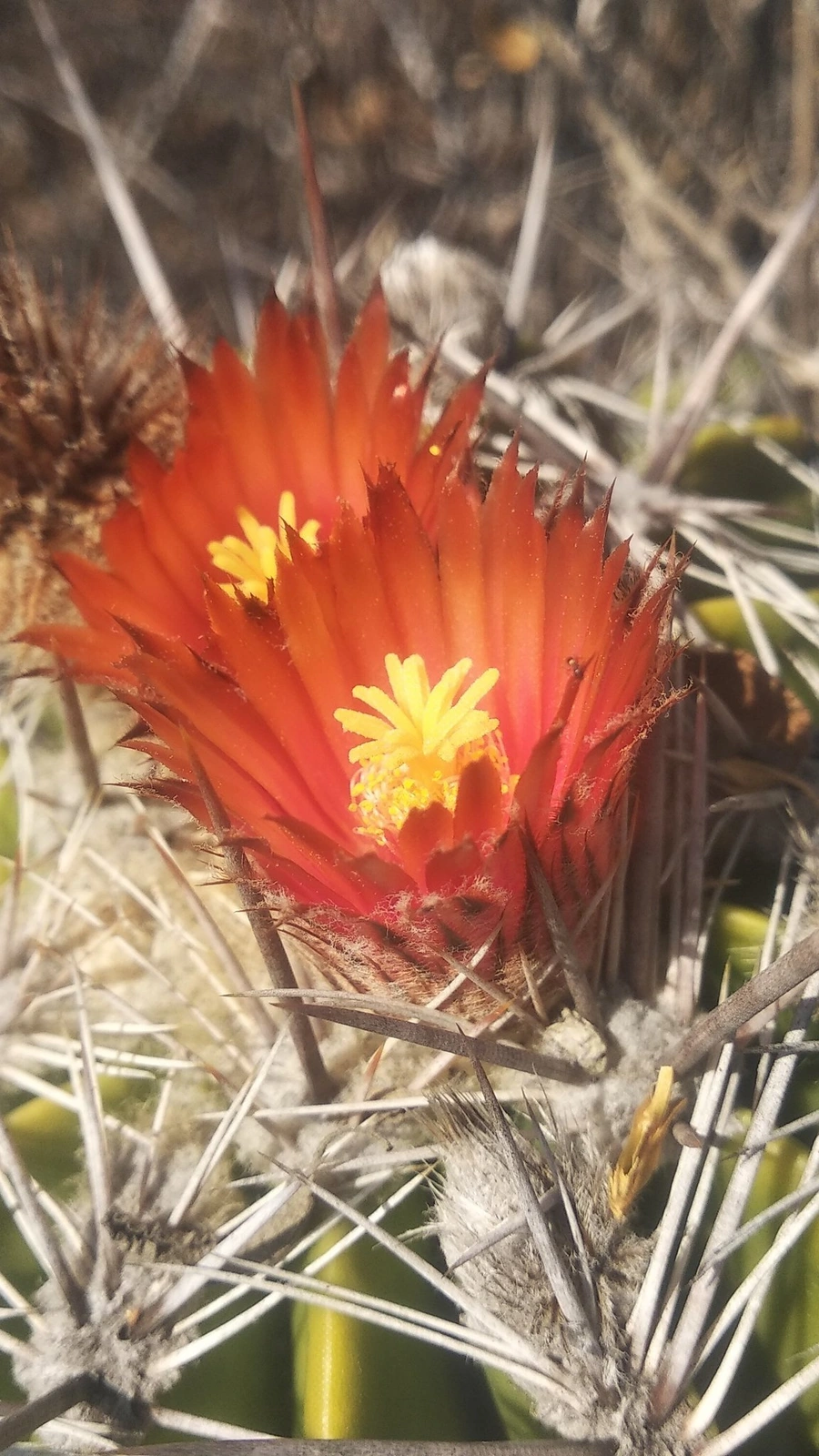 Ferocactus flavovirens