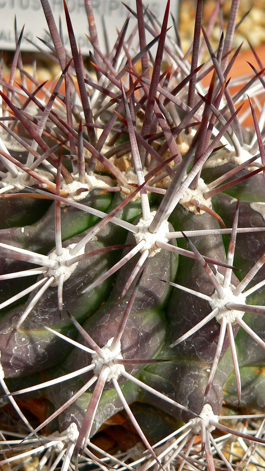 Ferocactus lindsayi