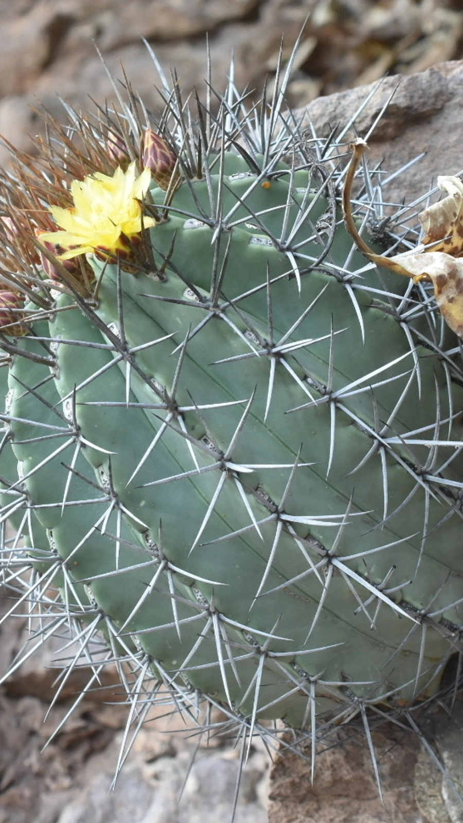 Ferocactus lindsayi
