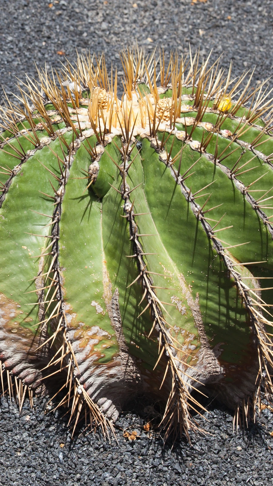 Ferocactus schwarzii