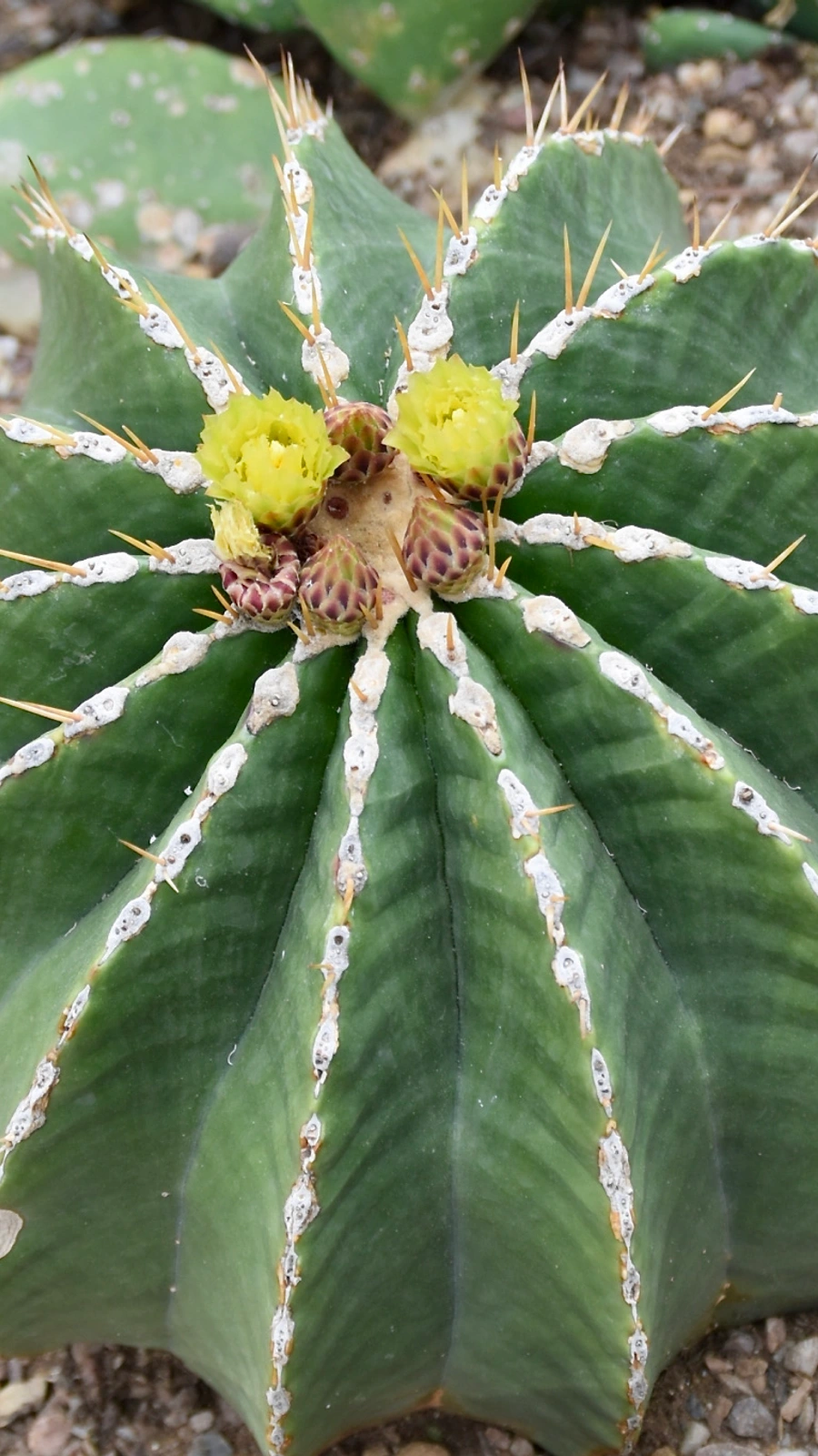 Ferocactus schwarzii