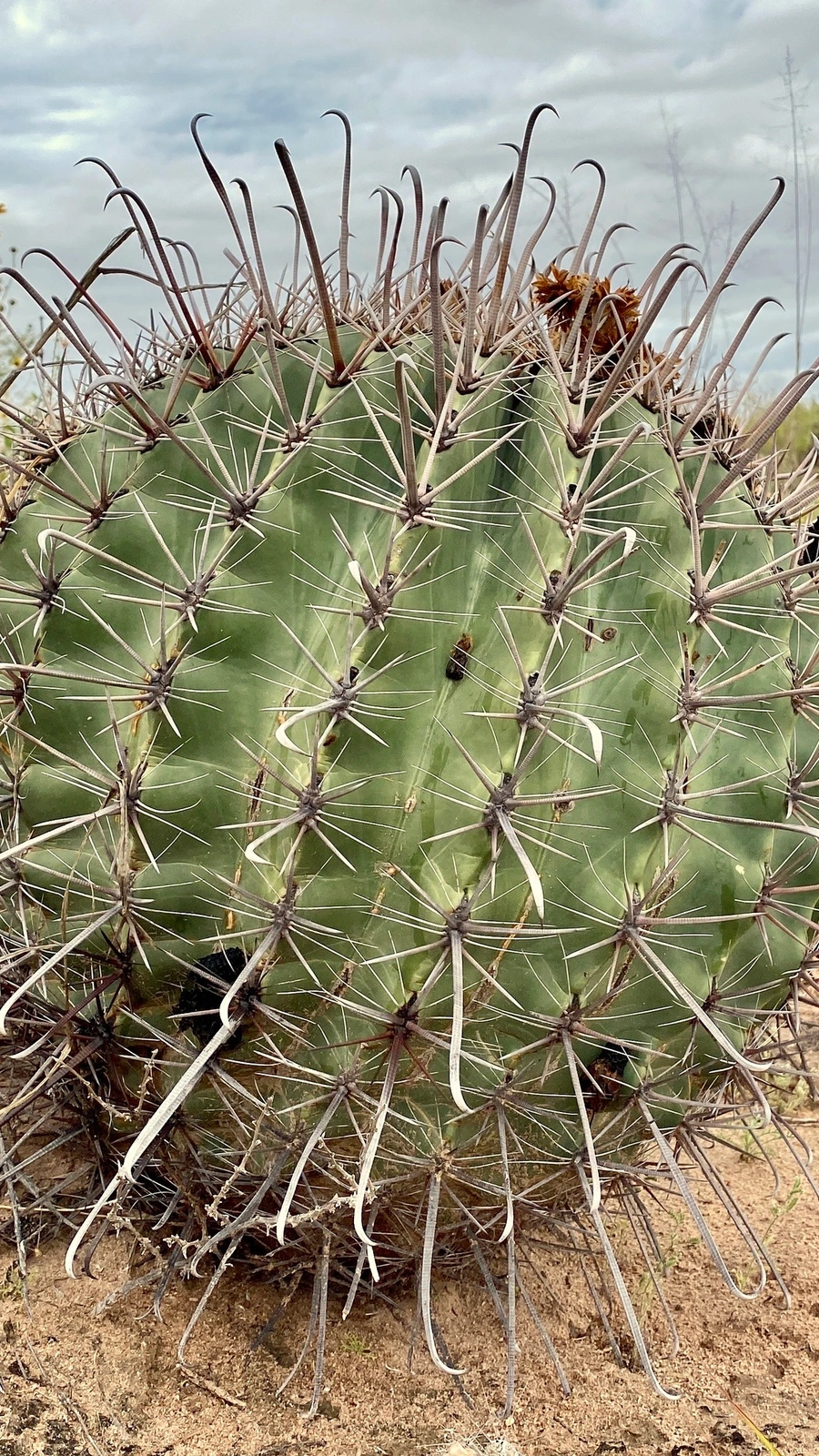 Ferocactus tiburonensis