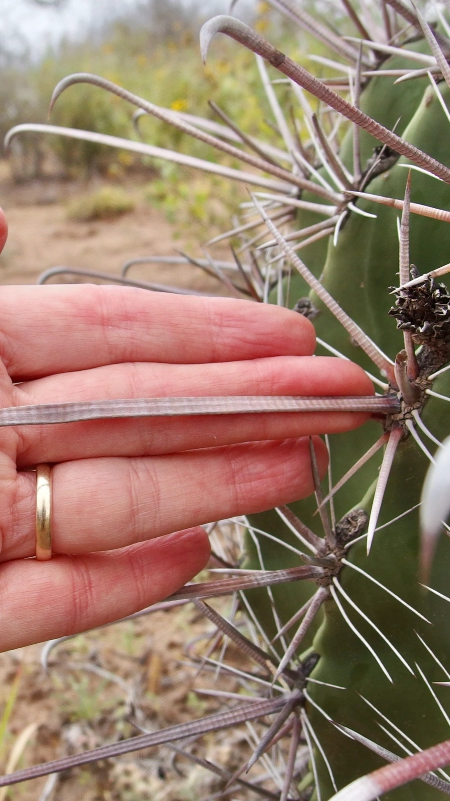 Ferocactus tiburonensis