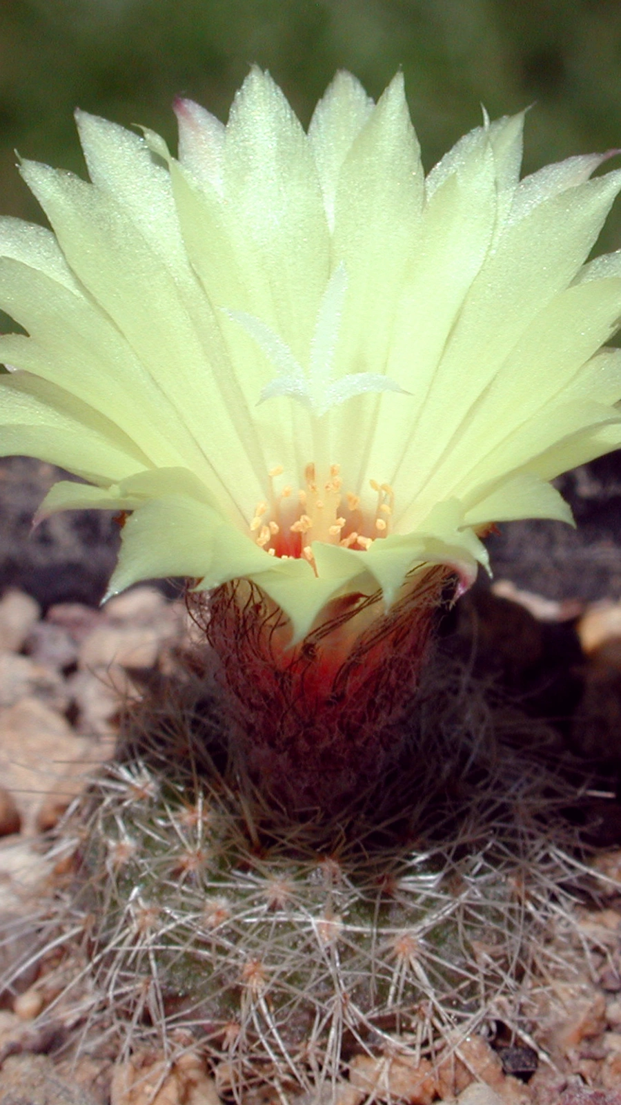 Frailea amerhauseri