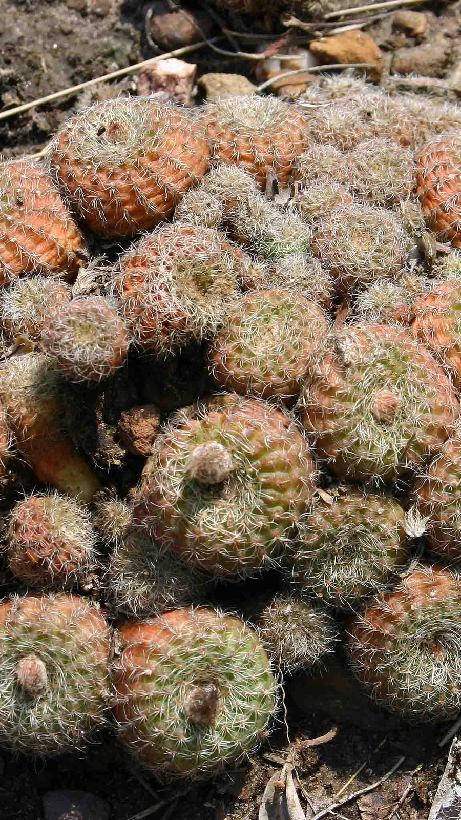 Frailea amerhauseri