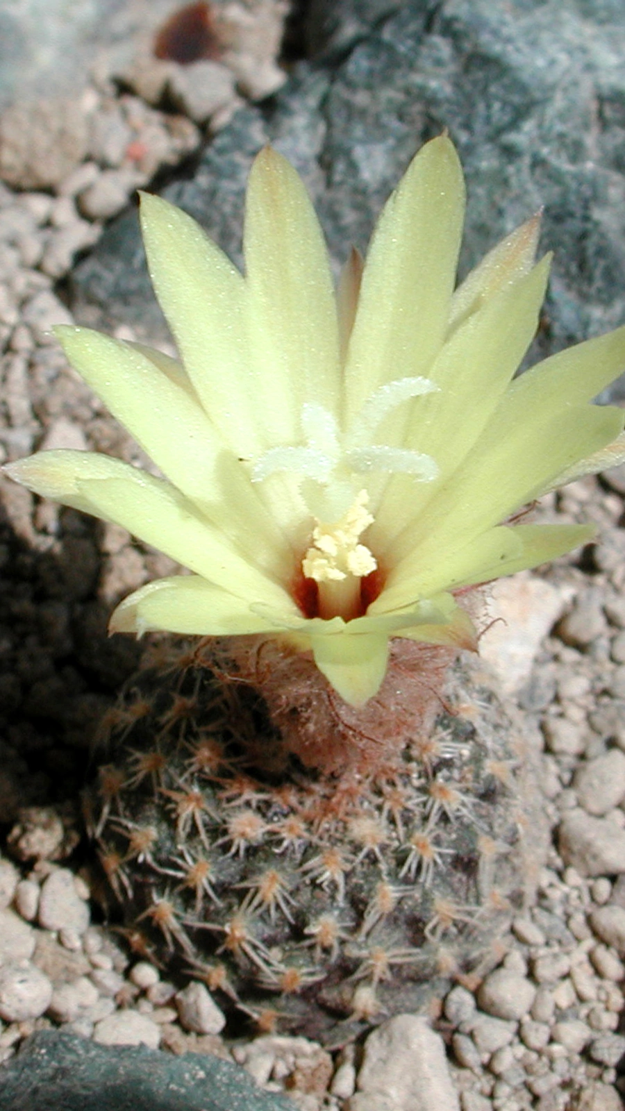 Frailea buenekeri