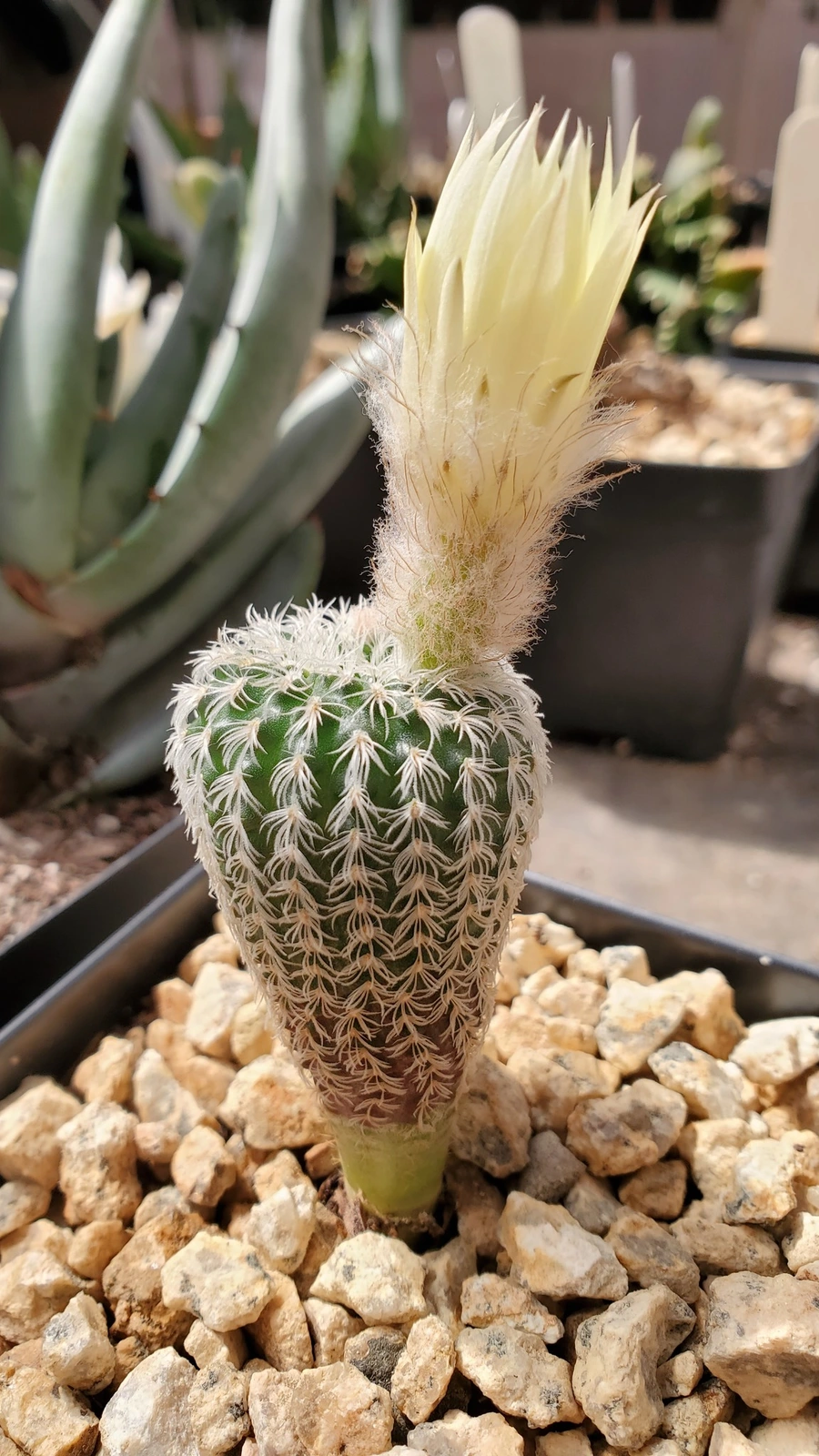 Frailea buenekeri