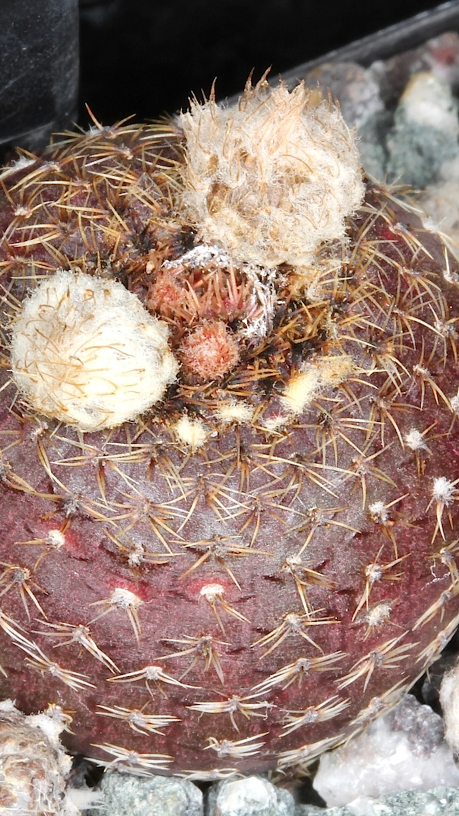 Frailea cataphracta