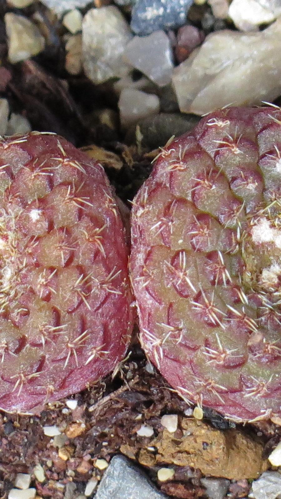 Frailea cataphracta