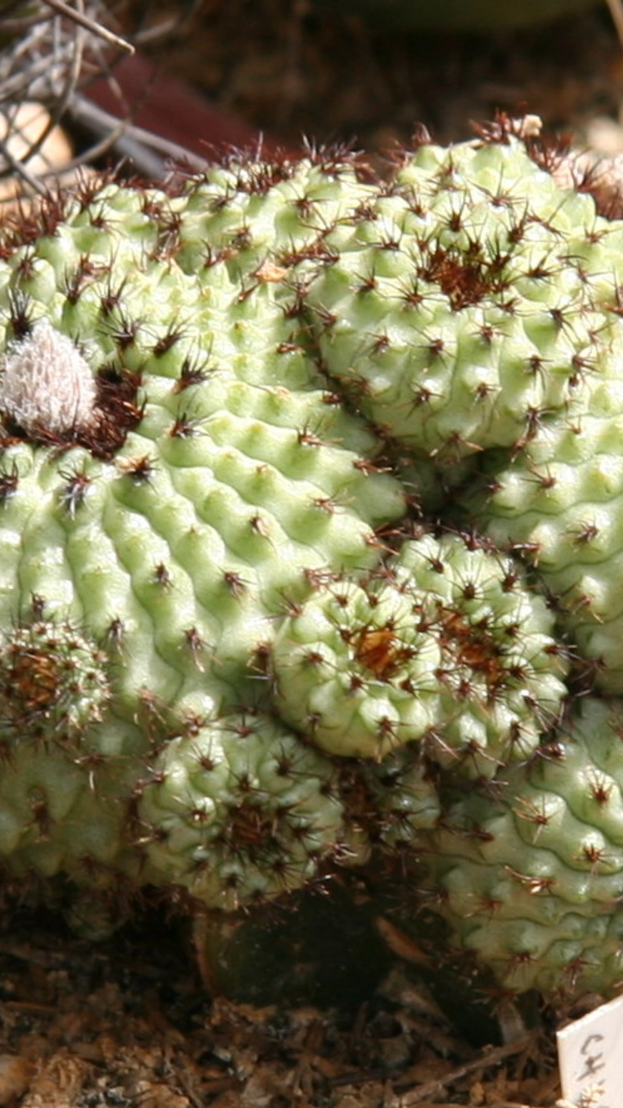 Frailea chiquitana