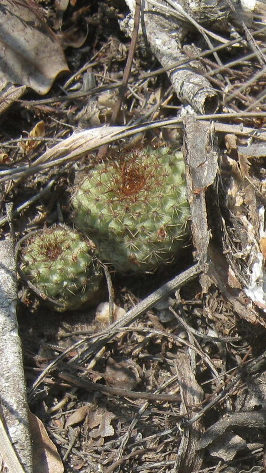 Frailea chiquitana