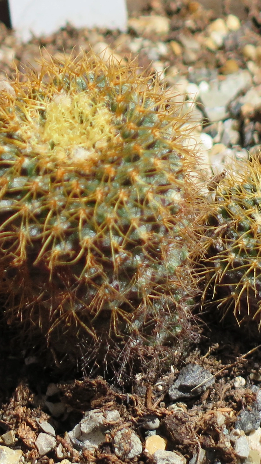 Frailea curvispina