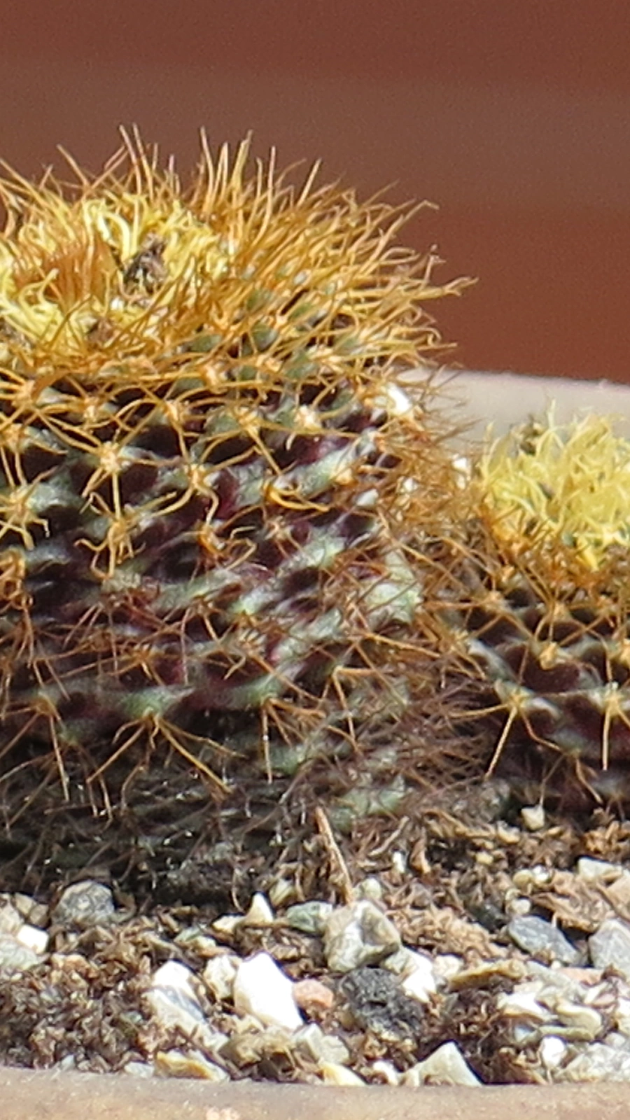 Frailea curvispina