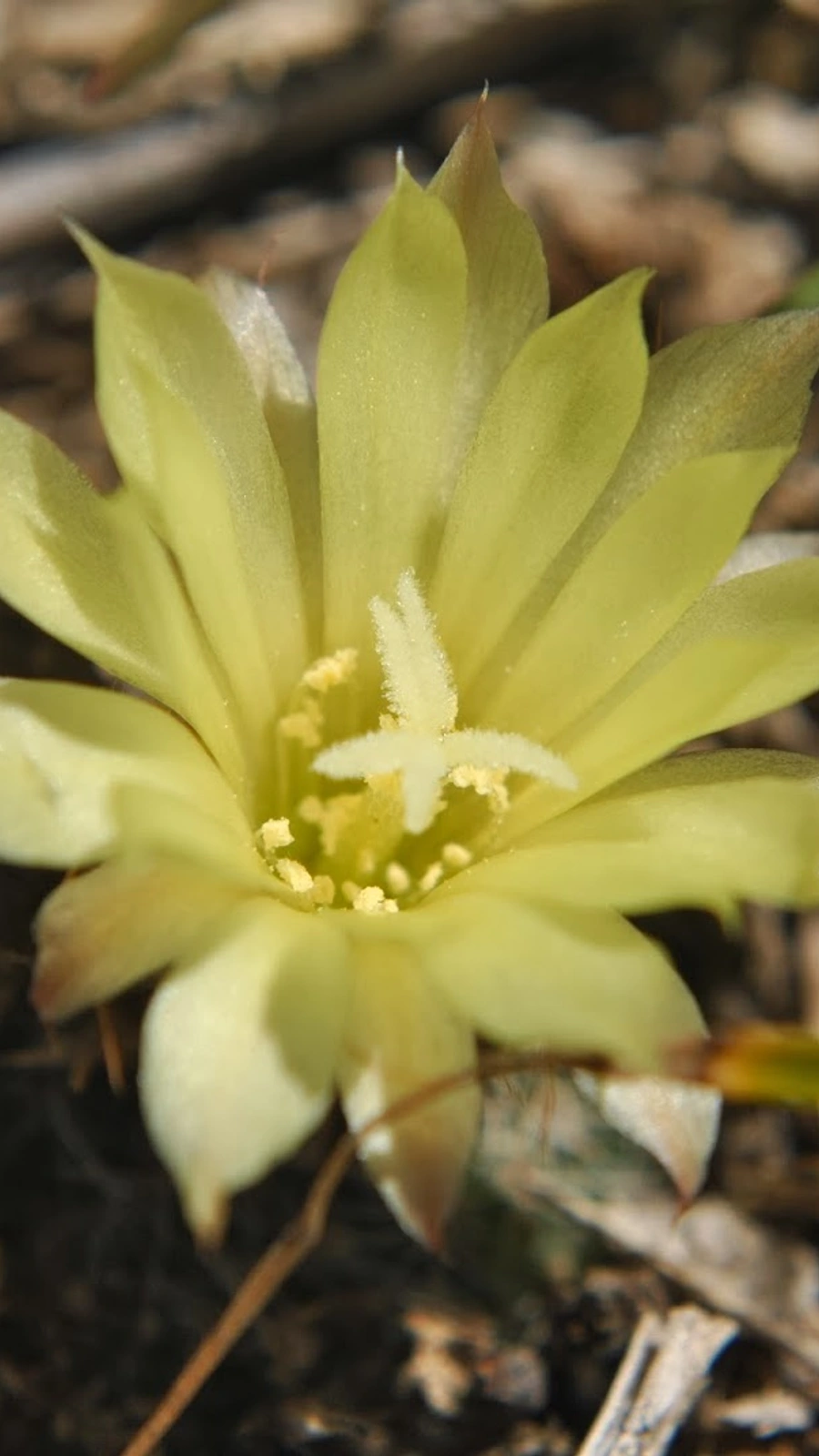 Frailea fulviseta