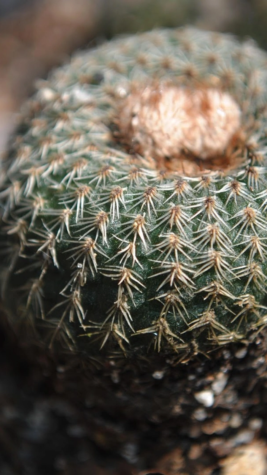 Frailea fulviseta