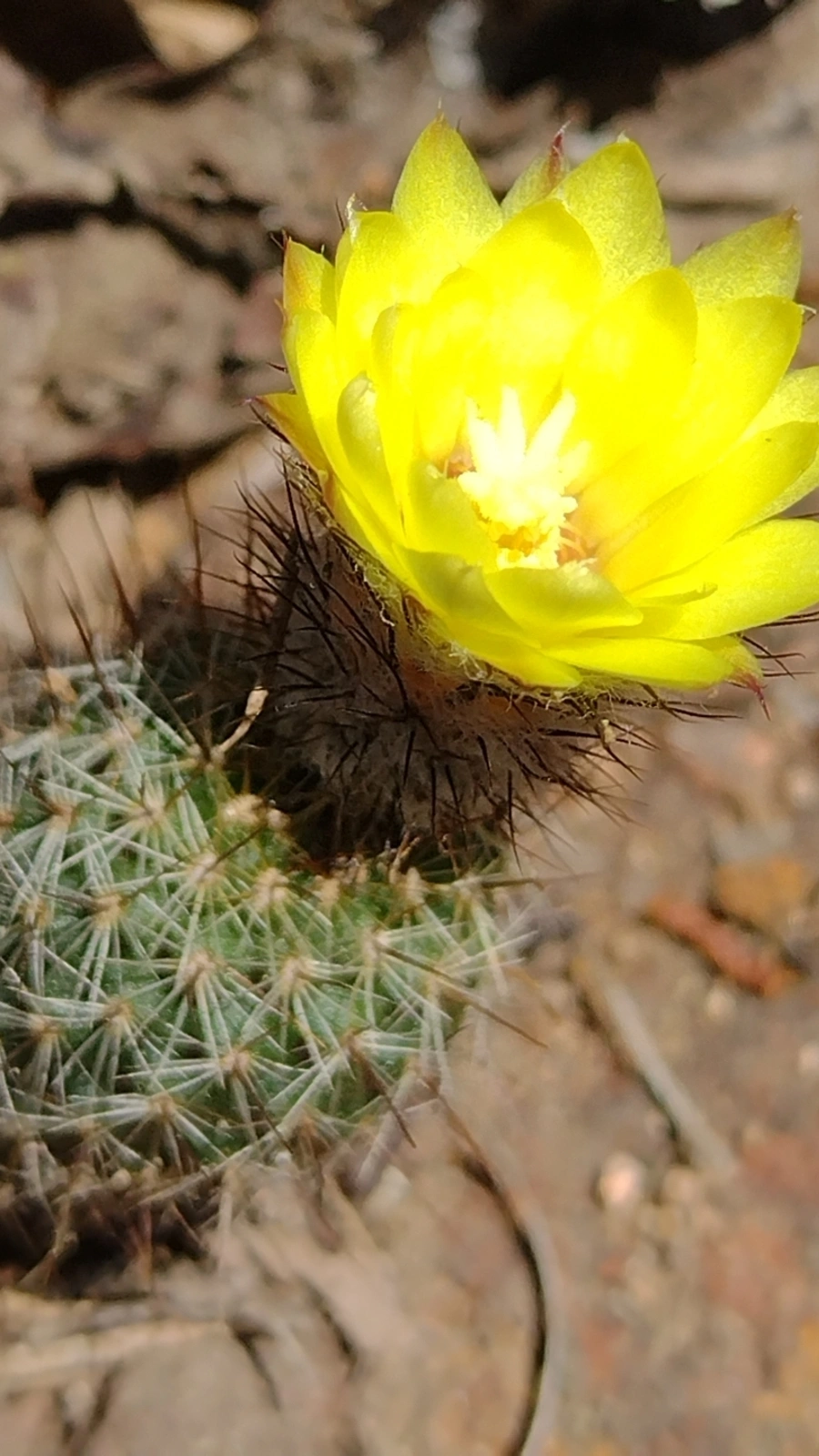 Frailea gracillima