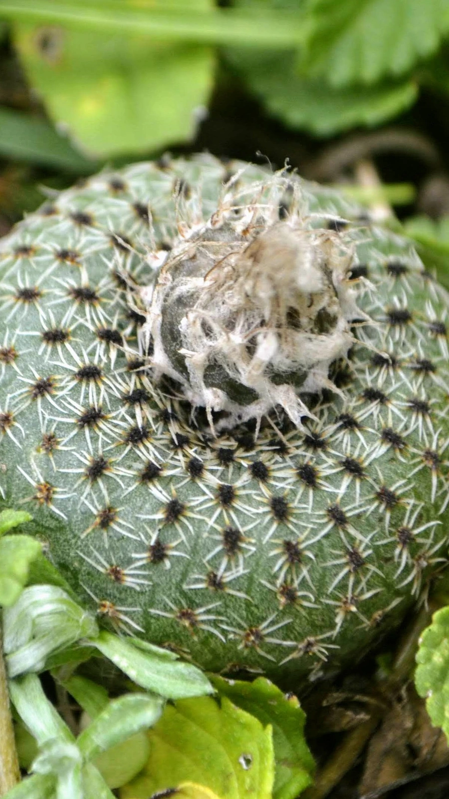 Frailea phaeodisca