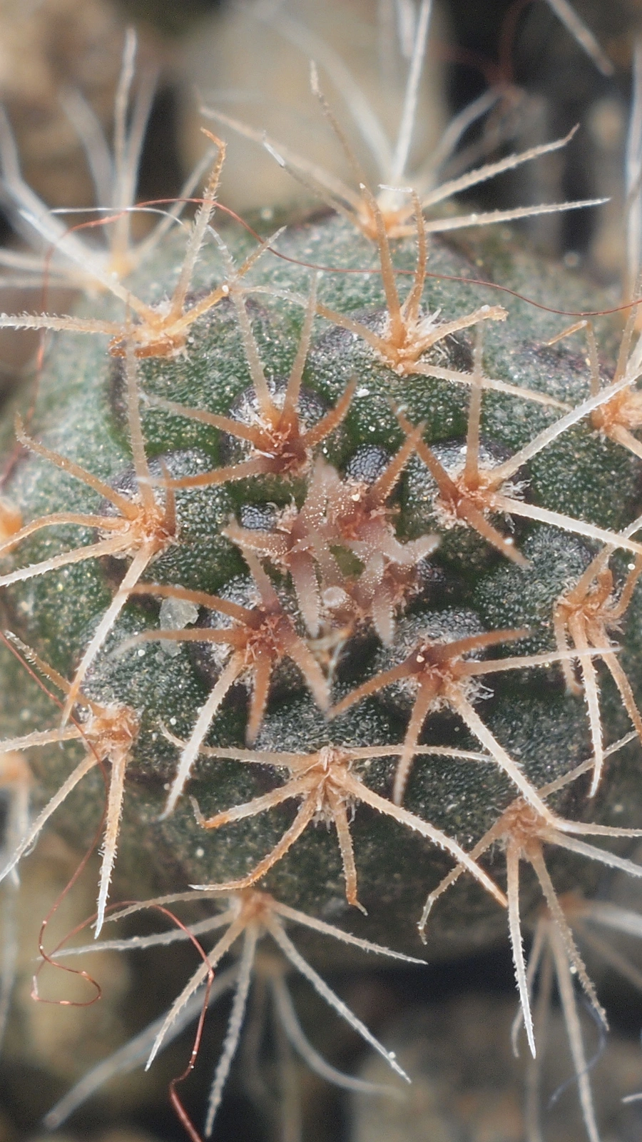 Frailea phaeodisca