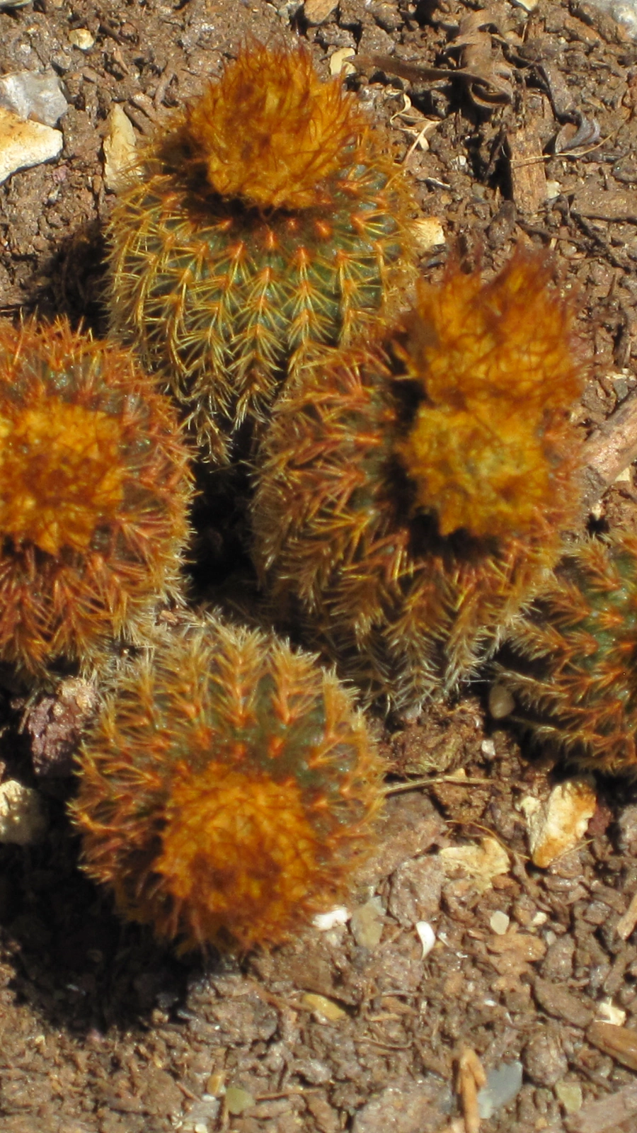 Frailea pygmaea