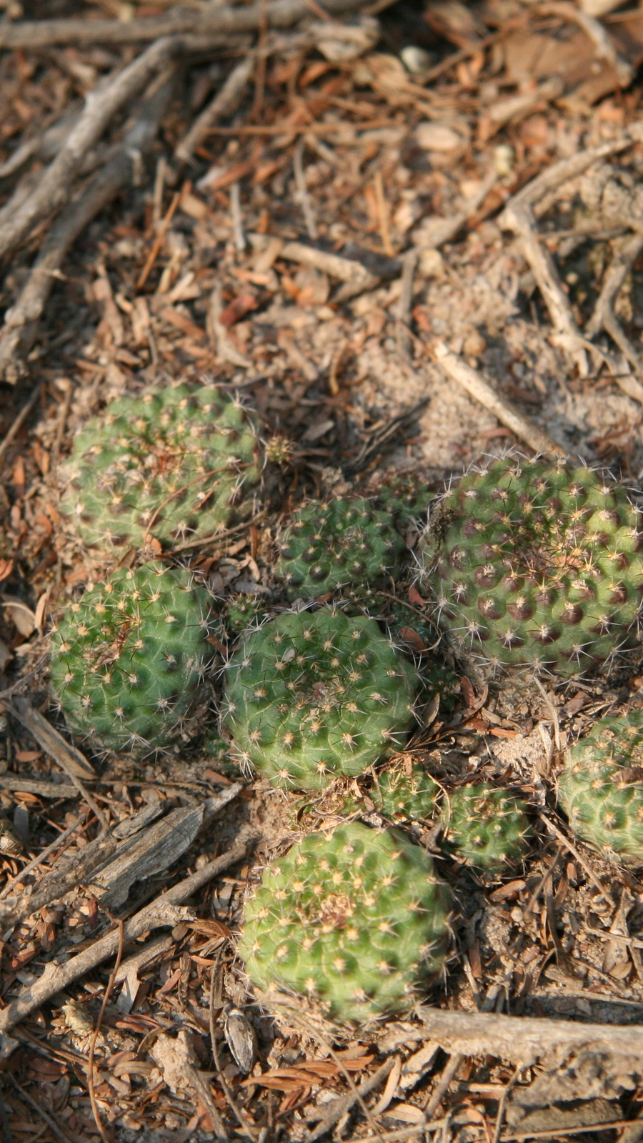 Frailea schilinzkyana