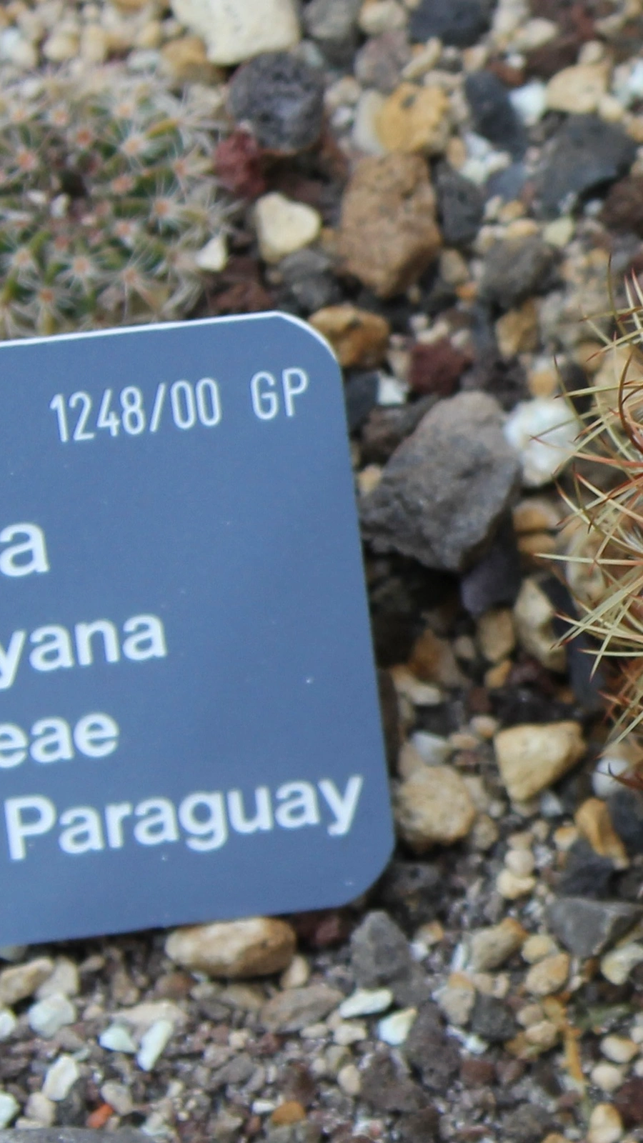 Frailea schilinzkyana