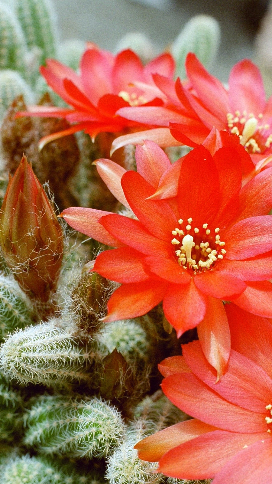 Echinopsis chamaecereus