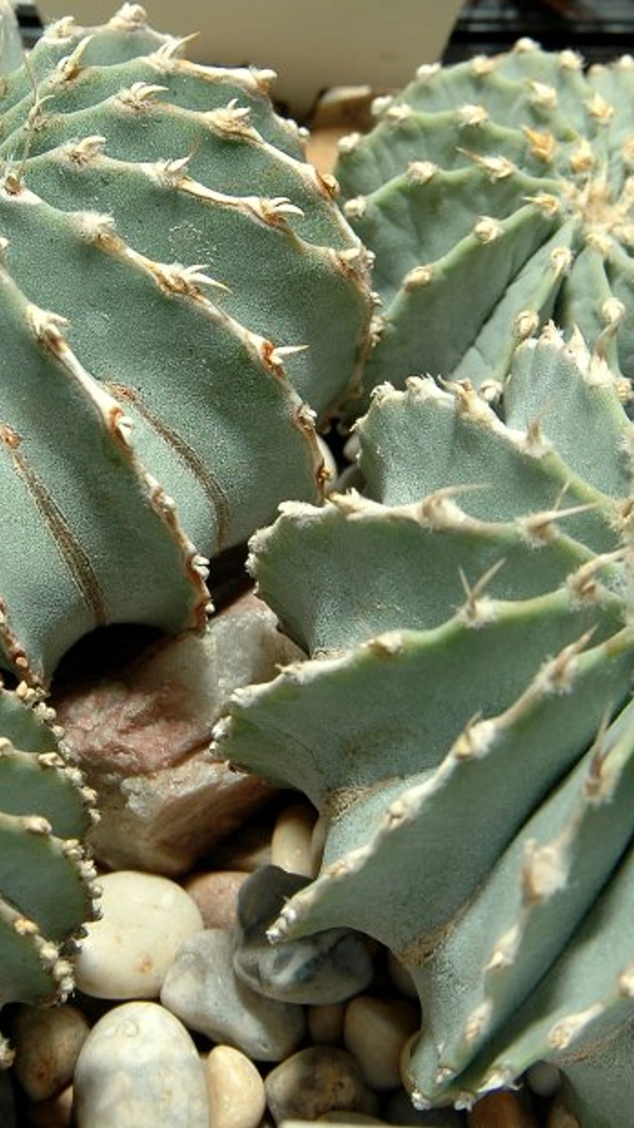 Geohintonia mexicana