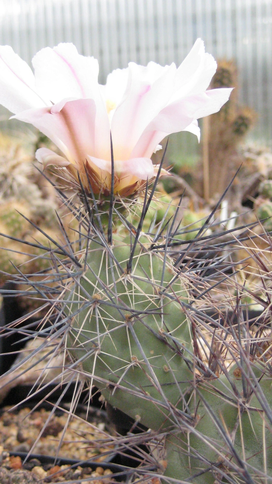 Tephrocactus geometricus