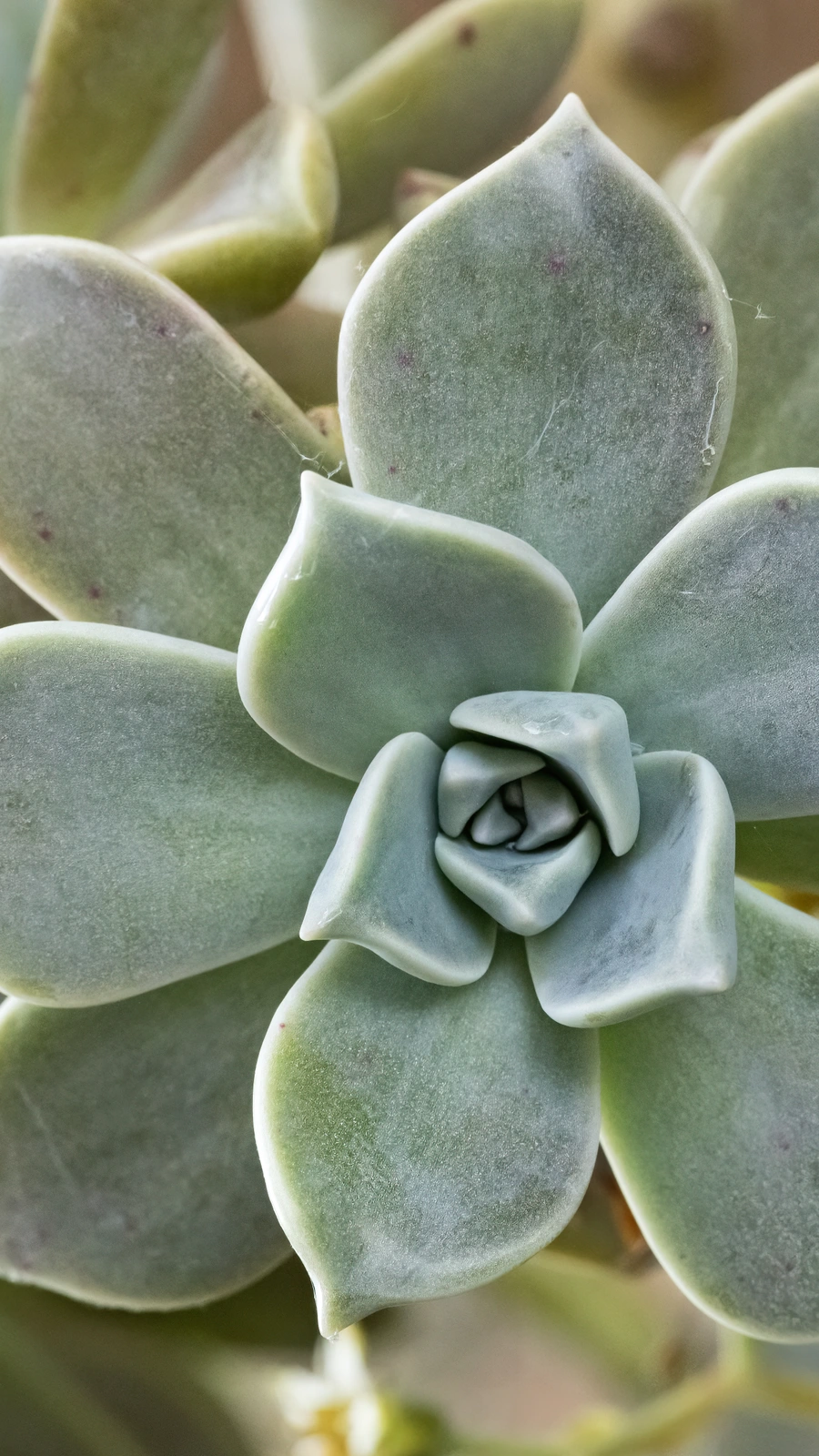 Graptopetalum paraguayense