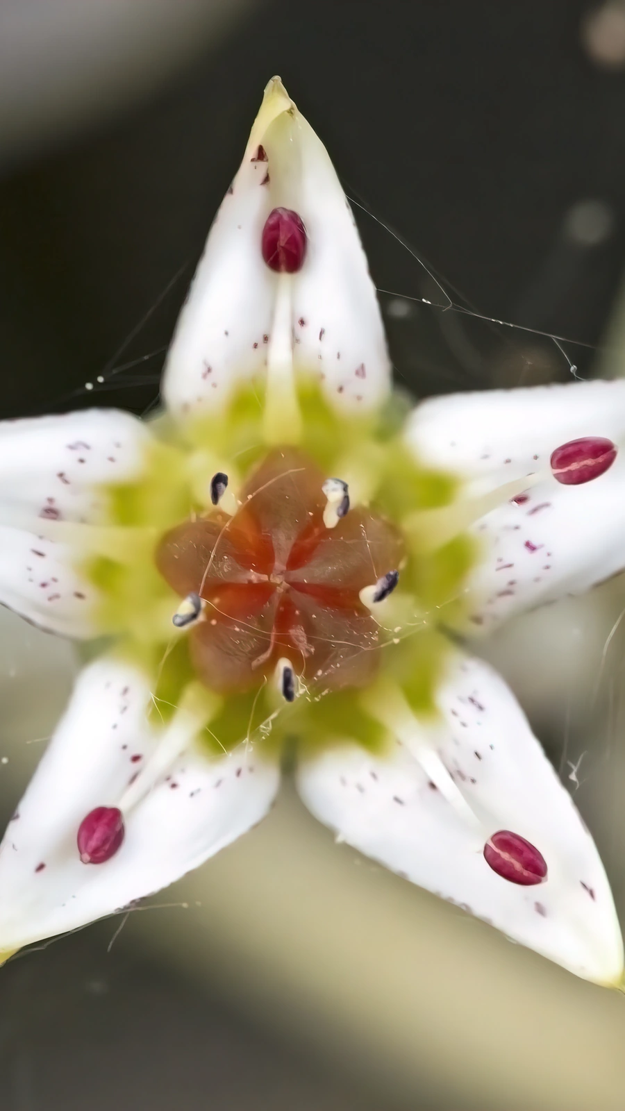 Graptopetalum paraguayense