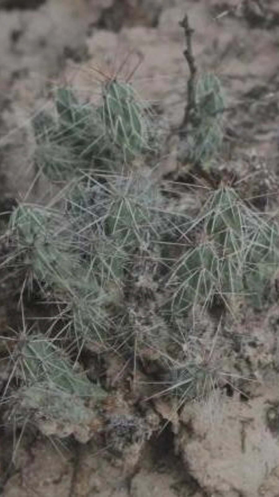 Grusonia deinacantha