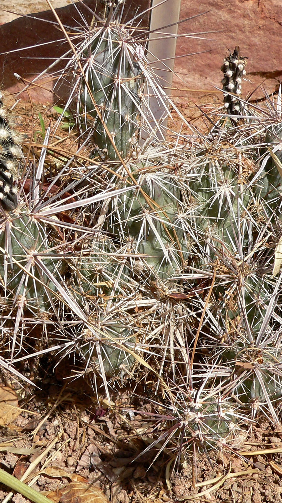Grusonia emoryi