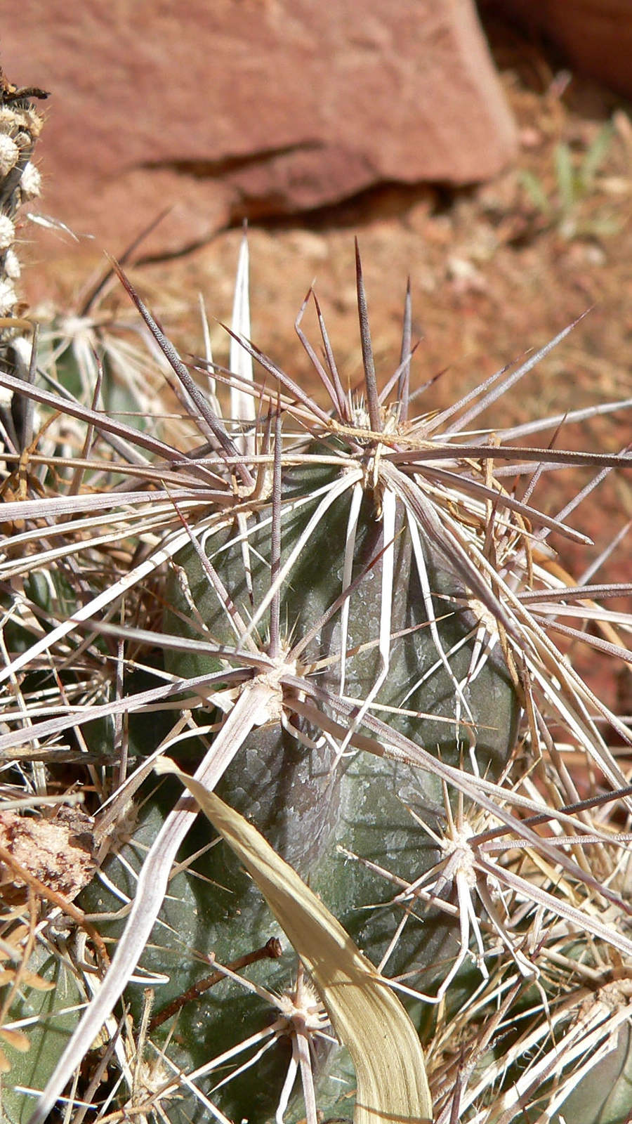 Grusonia emoryi
