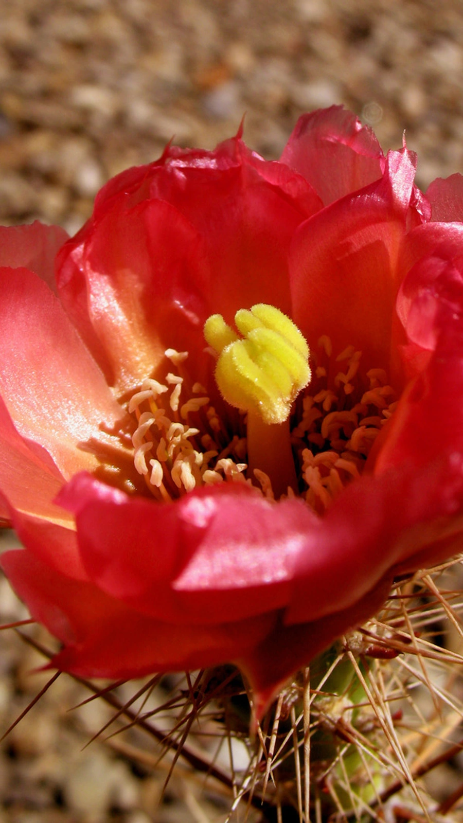 Grusonia guccinii