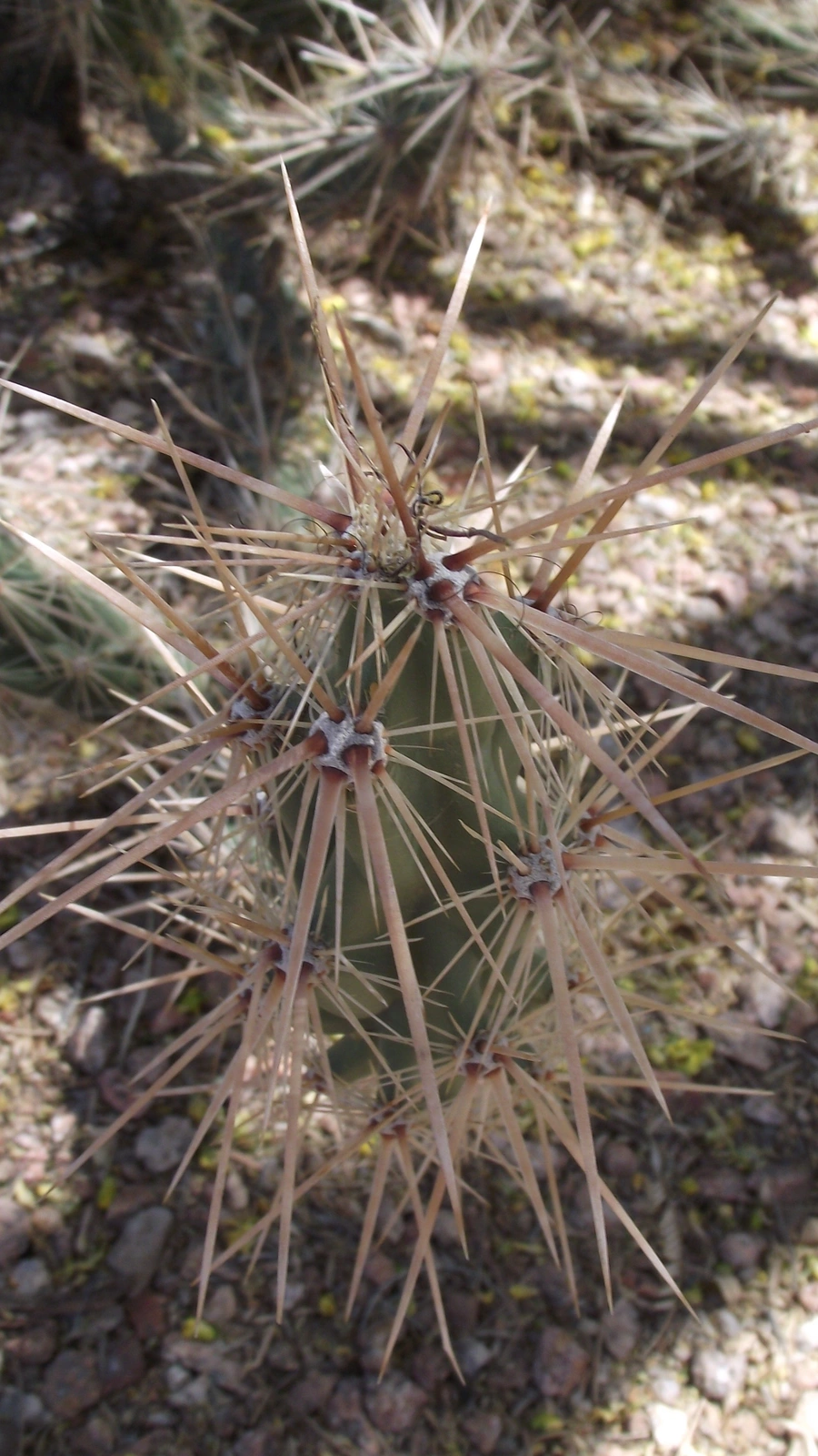Grusonia kunzei